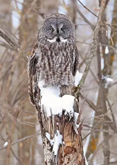 Strigidae Prints: Great Grey Owl sitting on a tree branch in the forest, Quebec, Canada