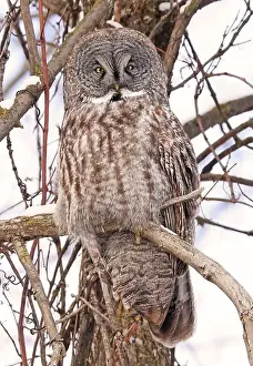 Strigidae Prints: Great Grey Owl sitting on a tree branch in the forest, Quebec, Canada