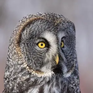 Watchful Prints: great grey owl (Strix nebulosa) portrait