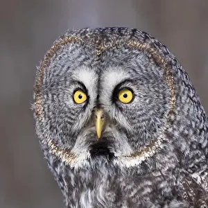 Watchful Prints: great grey owl (Strix nebulosa) portrait