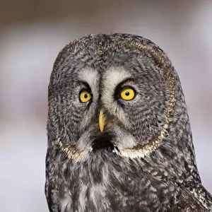 Watchful Prints: great grey owl (Strix nebulosa) portrait
