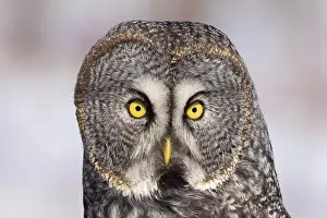 Watchful Prints: great grey owl (Strix nebulosa) portrait