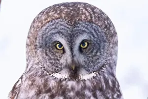Great Gray Owl Prints: The great grey owl (Strix nebulosa) in winter