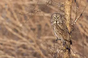 Great Gray Owl Prints: The great grey owl (Strix nebulosa) in winter