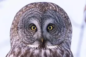 Great Gray Owl Prints: The great grey owl (Strix nebulosa) in winter