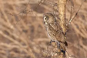 Great Gray Owl Prints: The great grey owl (Strix nebulosa) in winter