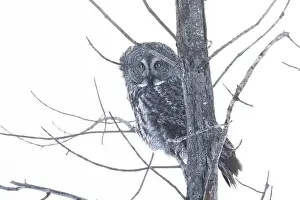 Great Gray Owl Prints: The great grey owl (Strix nebulosa) in winter