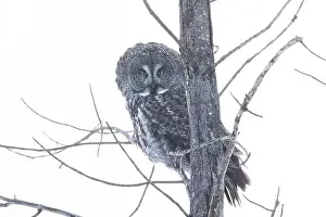 Great Gray Owl Prints: The great grey owl (Strix nebulosa) in winter