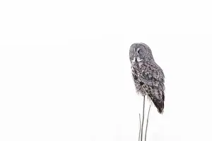 Great Gray Owl Prints: The great grey owl (Strix nebulosa) in winter