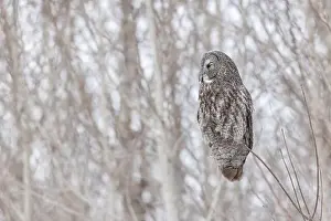 Great Gray Owl Prints: The great grey owl (Strix nebulosa) in winter
