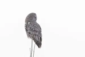 Great Gray Owl Prints: The great grey owl (Strix nebulosa) in winter