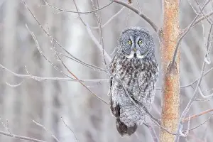 Great Gray Owl Prints: The great grey owl (Strix nebulosa) in winter