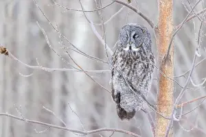 Great Gray Owl Prints: The great grey owl (Strix nebulosa) in winter