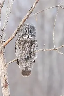 Great Gray Owl Prints: The great grey owl (Strix nebulosa) in winter