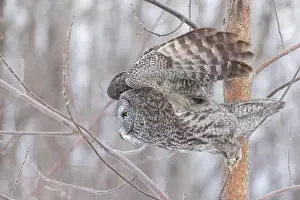 Great Gray Owl Prints: The great grey owl (Strix nebulosa) in winter