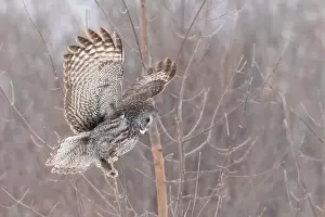 Great Gray Owl Prints: The great grey owl (Strix nebulosa) in winter