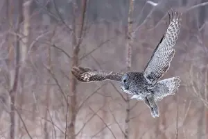 Great Gray Owl Prints: The great grey owl (Strix nebulosa) in winter