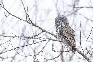 Great Gray Owl Prints: The great grey owl (Strix nebulosa) in winter