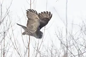 Great Gray Owl Prints: The great grey owl (Strix nebulosa) in winter