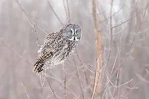 Great Gray Owl Prints: The great grey owl (Strix nebulosa) in winter