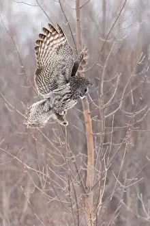 Great Gray Owl Prints: The great grey owl (Strix nebulosa) in winter