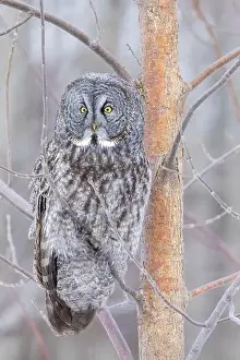 Great Gray Owl Prints: The great grey owl (Strix nebulosa) in winter