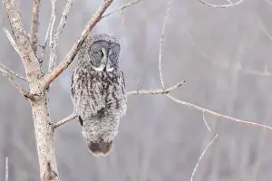 Great Gray Owl Prints: The great grey owl (Strix nebulosa) in winter