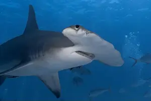 Interact Prints: Great hammerhead shark in blue tropical waters