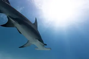 Interact Prints: Great hammerhead shark in blue tropical waters
