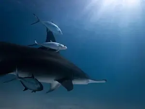 Interact Prints: Great hammerhead shark in blue tropical waters