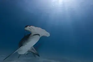 Interact Prints: Great hammerhead shark in blue tropical waters