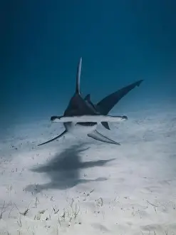 Interact Prints: Great hammerhead shark in blue tropical waters