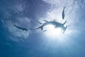Interact Prints: Great hammerhead shark in blue tropical waters