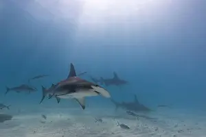 Interact Prints: Great hammerhead shark in blue tropical waters