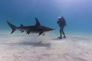 Interact Prints: Great hammerhead shark and a diver in blue tropical waters