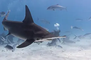 Interact Prints: Great hammerhead shark and divers in blue tropical waters