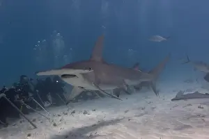 Interact Prints: Great hammerhead shark and divers in blue tropical waters
