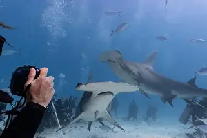Interact Prints: Great hammerhead shark and divers in blue tropical waters
