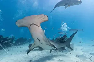 Interact Prints: Great hammerhead shark and divers in blue tropical waters
