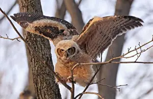 Take Off Prints: Great-horned Owl baby take off in the forest, Quebec, Canada