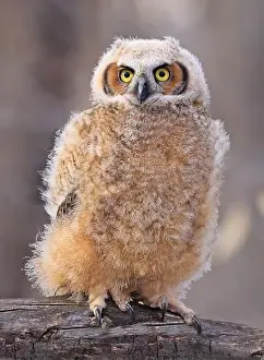 Great Horned Owl Prints: Great-horned Owl baby portrait in the forest, Quebec, Canada