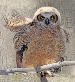 Great Horned Owl Prints: Great-horned Owl baby portrait in the forest, Quebec, Canada