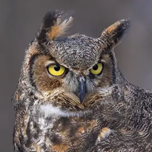 Eagle Owl Prints: The great horned owl (Bubo virginianus)