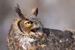 Eagle Owl Prints: The great horned owl (Bubo virginianus)