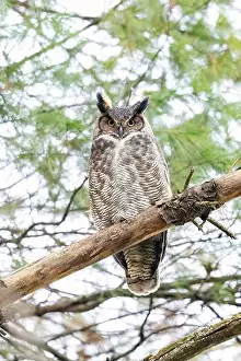 Wise Prints: Great Horned Owl (Bubo virginianus) - Brevard, North Carolina, USA