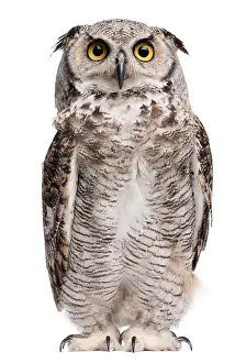Great Horned Owl Prints: Great Horned Owl, Bubo Virginianus Subarcticus, in front of white background