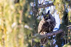 Great Horned Owl Prints: great horned owl (Bubo virginianus) in winter