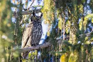 Great Horned Owl Prints: great horned owl (Bubo virginianus) in winter