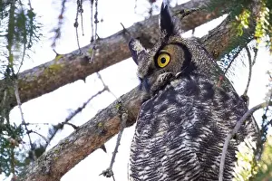 Great Horned Owl Prints: great horned owl (Bubo virginianus) in winter