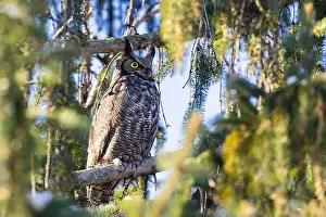 Great Horned Owl Prints: great horned owl (Bubo virginianus) in winter